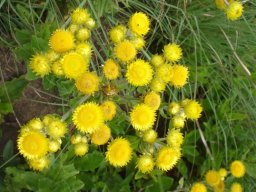 Helichrysum setosum flowerheads